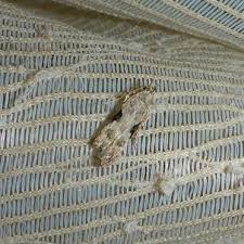 Attēlu rezultāti vaicājumam “Hypatima rhomboidella”