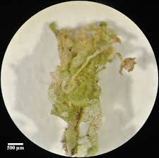 Attēlu rezultāti vaicājumam “Fossombronia wondraczekii”