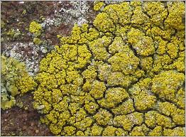 Attēlu rezultāti vaicājumam “Candelariella sp.”