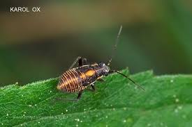 Attēlu rezultāti vaicājumam “Capsodes gothicus”