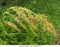 Image result for rosa aquatica