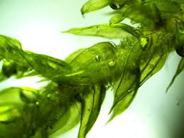 Attēlu rezultāti vaicājumam “Thuidium delicatulum sporophyte”