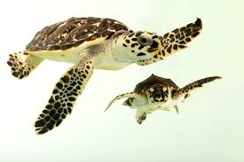 Image result for Eretmochelys imbricata