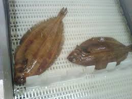 Image result for Hippoglossoides platessoides