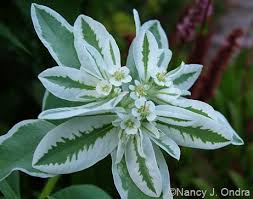 Attēlu rezultāti vaicājumam “Craterium leucocephalum var. scyphoides”