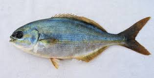 Image result for Kyphosus