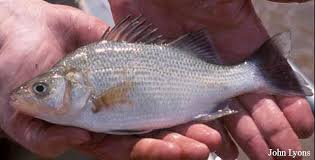 Image result for Morone americana