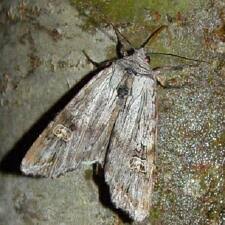 Attēlu rezultāti vaicājumam “Lithomoia solidaginis”