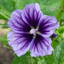 Image result for Malva sylvestris