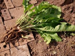 Attēlu rezultāti vaicājumam “Armoracia rusticana bud”