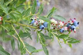 Attēlu rezultāti vaicājumam “Vaccinium angustifolium”