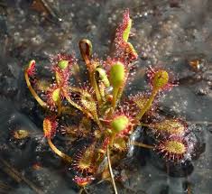 Attēlu rezultāti vaicājumam “Drosera rotundifolia”