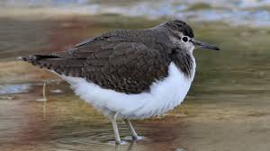 Attēlu rezultāti vaicājumam “Actitis hypoleucos adult”