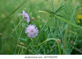 Attēlu rezultāti vaicājumam “Knautia arvensis”