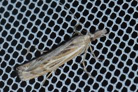 Attēlu rezultāti vaicājumam “Pediasia fascelinella”