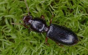 Attēlu rezultāti vaicājumam “Clivina fossor”