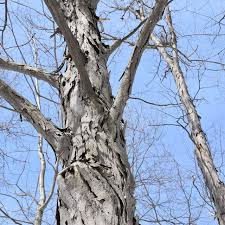 Attēlu rezultāti vaicājumam “Carya ovata”