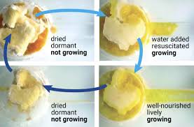 Attēlu rezultāti vaicājumam “Physarum luteolum young”