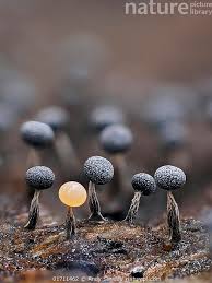 Attēlu rezultāti vaicājumam “Physarum album”