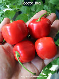 Afbeeldingsresultaat voor red rocoto hot pepper