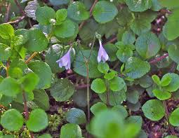 Attēlu rezultāti vaicājumam “Linnaea borealis”