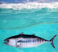 Image result for Thunnus thynnus