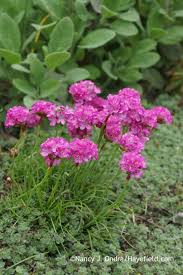 Attēlu rezultāti vaicājumam “Armeria vulgaris bud”