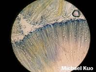 Attēlu rezultāti vaicājumam “Peziza ammophila”