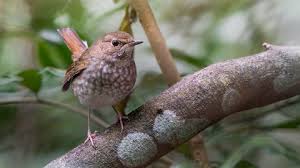 Image result for Luscinia sibilans