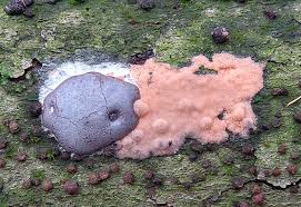 Attēlu rezultāti vaicājumam “Dictydiaethalium plumbeum”