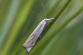 Attēlu rezultāti vaicājumam “Crambus silvella”