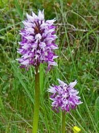 Attēlu rezultāti vaicājumam “Orchis militaris”