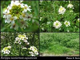 Image result for Rorippa nasturtium-aquaticum