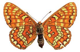 Attēlu rezultāti vaicājumam “Euphydryas maturna upperside”