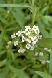Image result for Alyssum diffusum