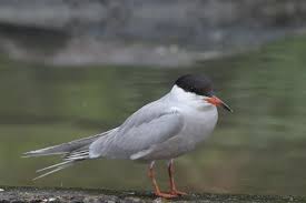 Attēlu rezultāti vaicājumam “Sterna”