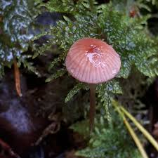 Attēlu rezultāti vaicājumam “Mycena rosella”
