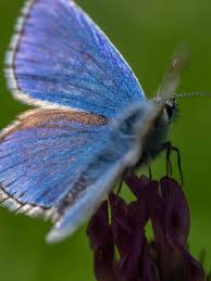 Attēlu rezultāti vaicājumam “Lycaeniinae”