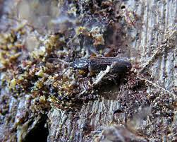 Attēlu rezultāti vaicājumam “Dendrophagus crenatus”