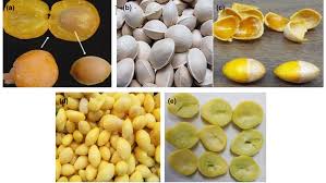 Attēlu rezultāti vaicājumam “Ginkgo biloba fruit”