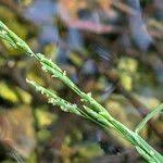 Attēlu rezultāti vaicājumam “Glyceria fluitans fruit”