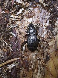 Attēlu rezultāti vaicājumam “Pterostichus aethiops”