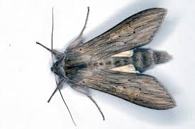 Attēlu rezultāti vaicājumam “Cucullia umbratica”