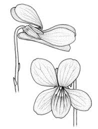 Attēlu rezultāti vaicājumam “Viola uliginosa”