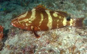 Image result for Epinephelus striatus
