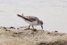 Image result for Calidris ruficollis