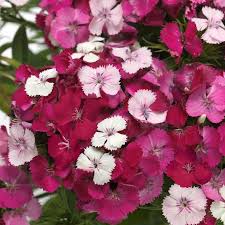 Image result for Dianthus barbatus