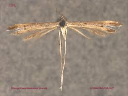 Attēlu rezultāti vaicājumam “Platyptilia tesseradactyla”