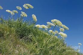 Image result for Heracleum sphondylium