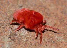 Attēlu rezultāti vaicājumam “Arachnida”